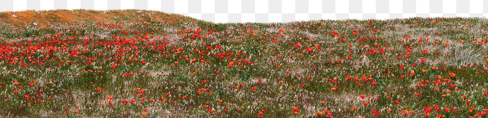 Flower meadow png border, transparent background