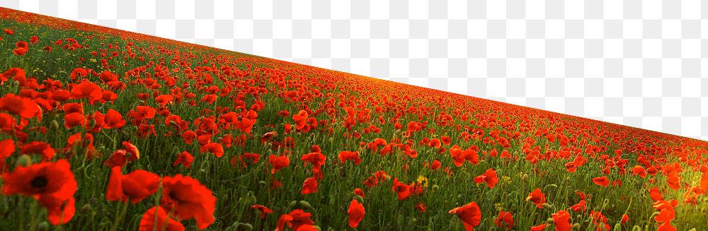 Red poppies png border, transparent background