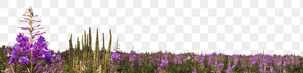 Salvia flower png border, transparent background