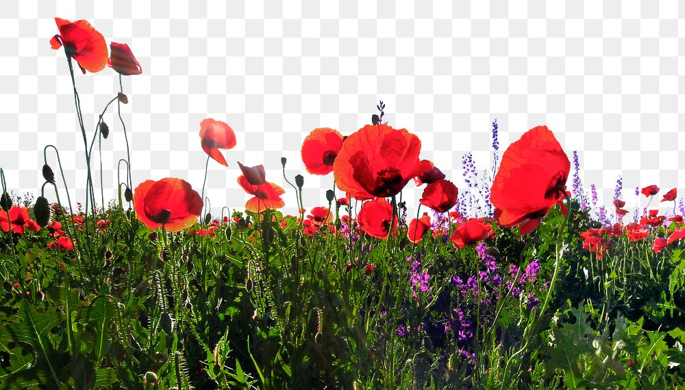 Red poppies png border, flower field, transparent background