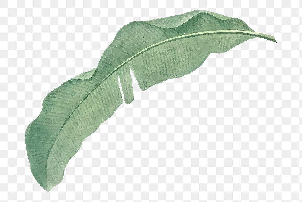 Png banana leaf illustration sticker transparent background