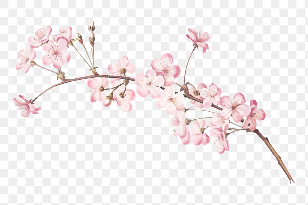 Cherry blossom png sticker, watercolor, transparent background