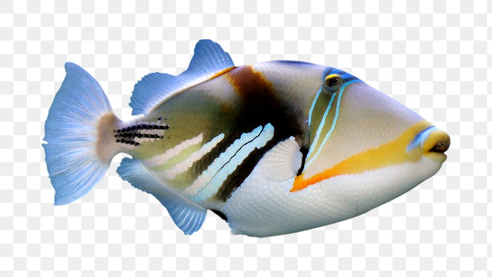 Triggerfish, sea life png sticker, transparent background