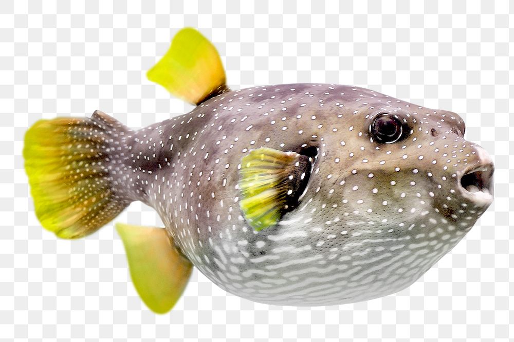 Puffer fish png sticker, transparent background 