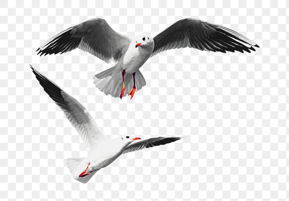 Flying seagulls png sticker, transparent background