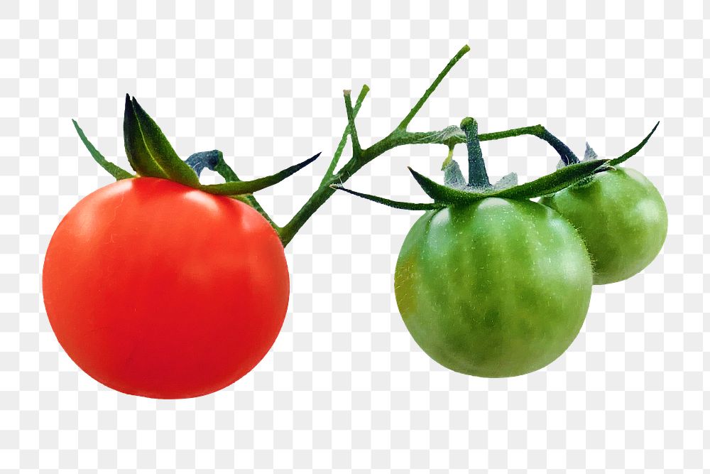 Tomatoes vegetable png sticker, transparent background
