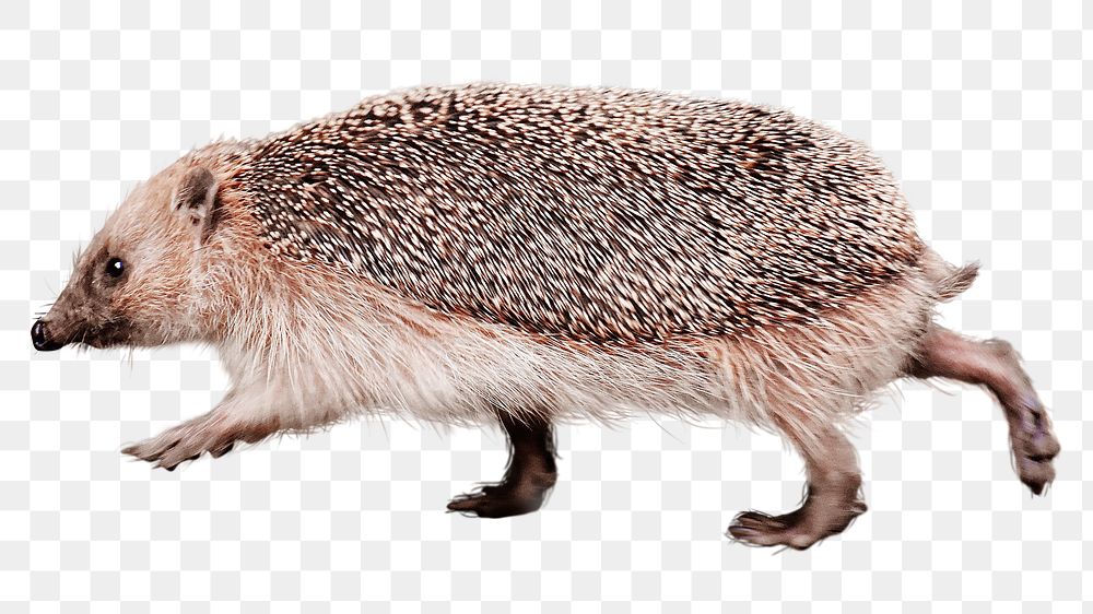Cute hedgehog png sticker, transparent background