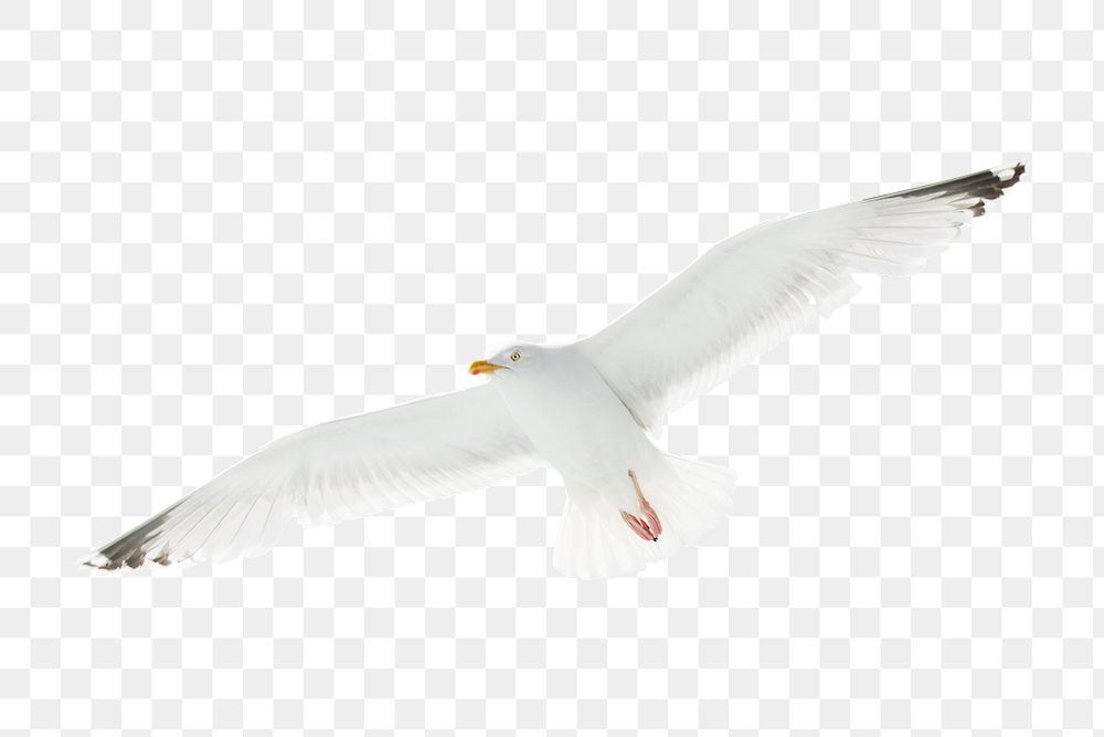 Flying seagull png sticker, transparent background