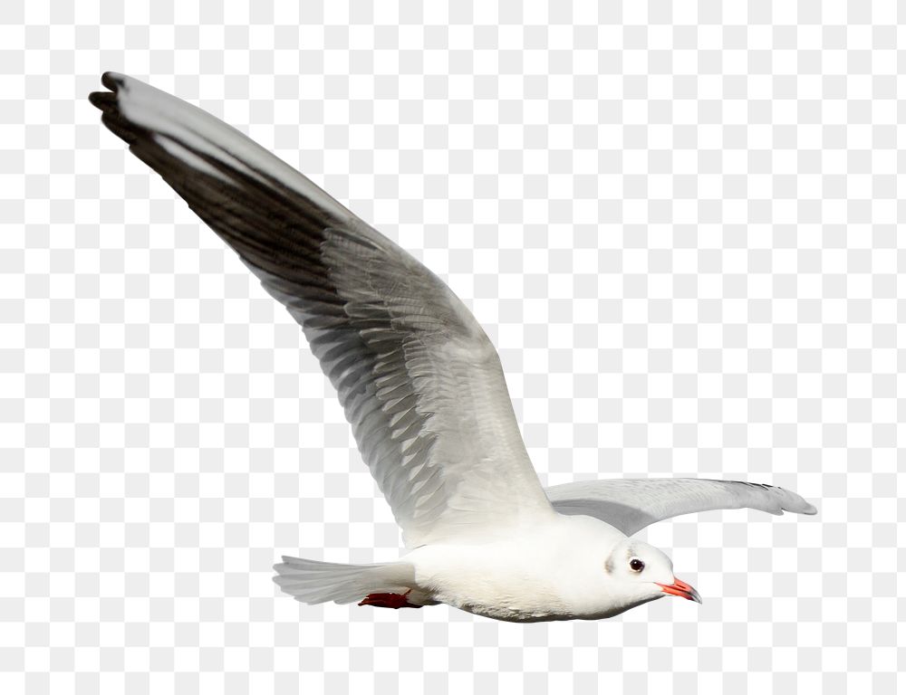 Flying seagull png sticker, transparent background