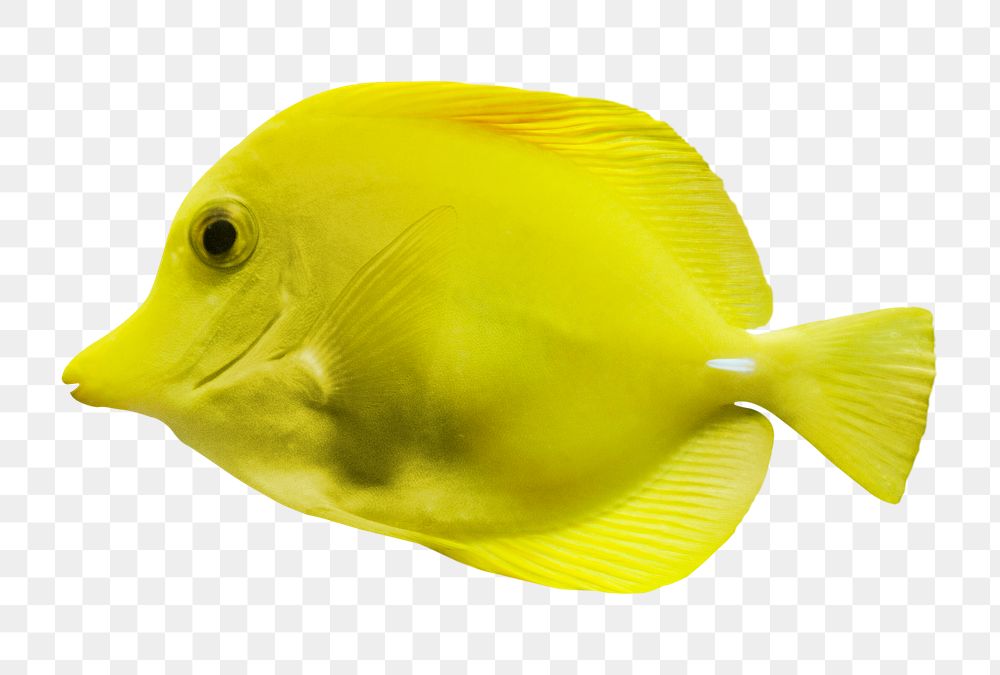 Tang fish png sticker, transparent background