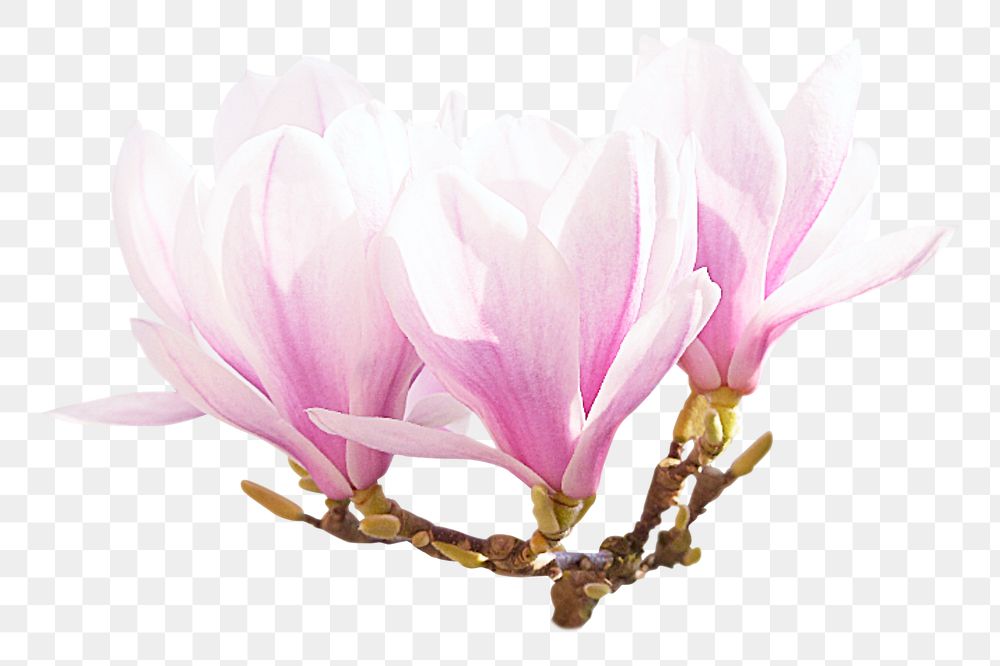 Pink magnolia flower png sticker, transparent background