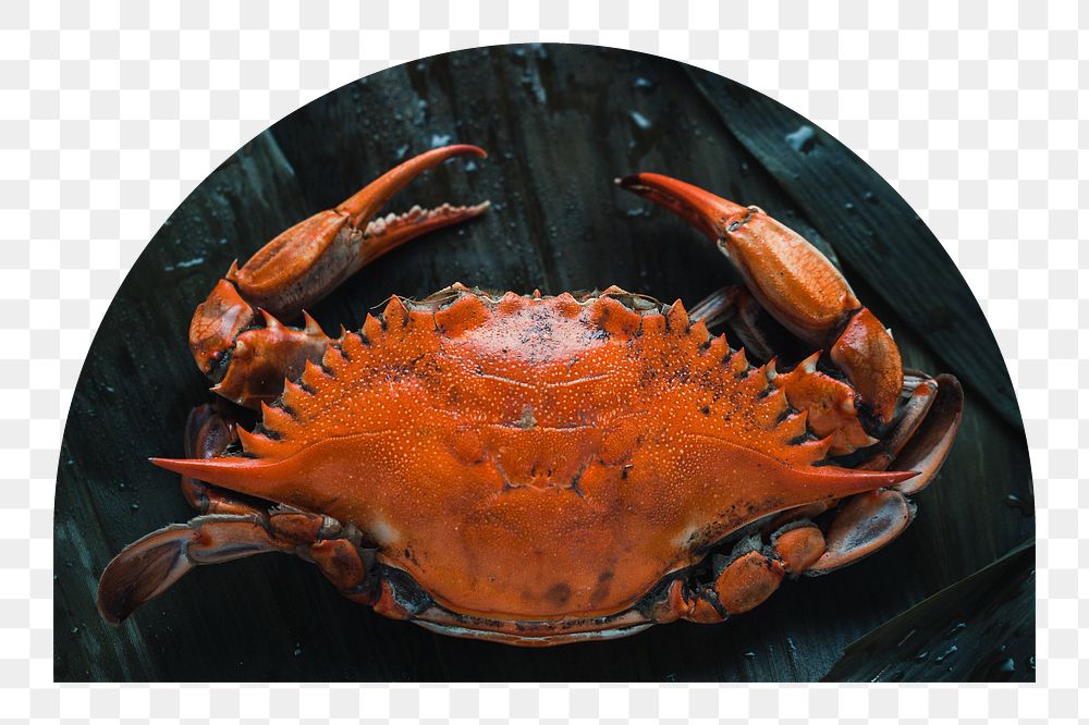 Crab png seafood sticker, transparent background