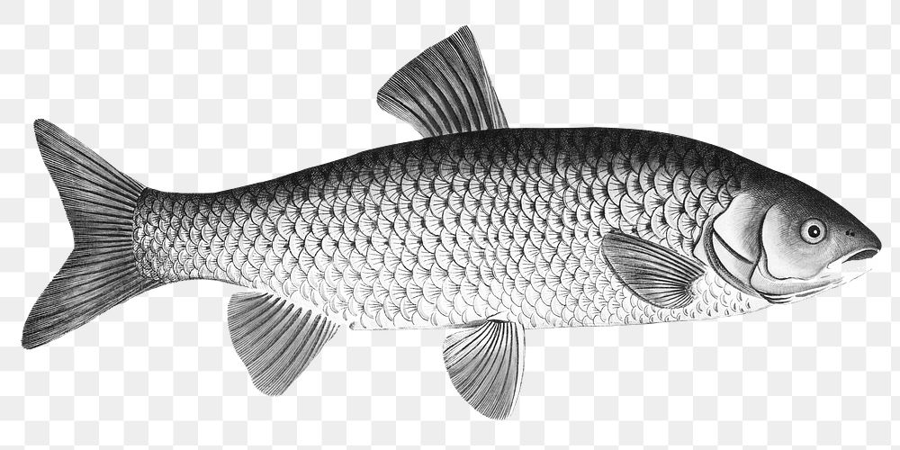 Carp fish png realistic sticker, black & white, transparent background