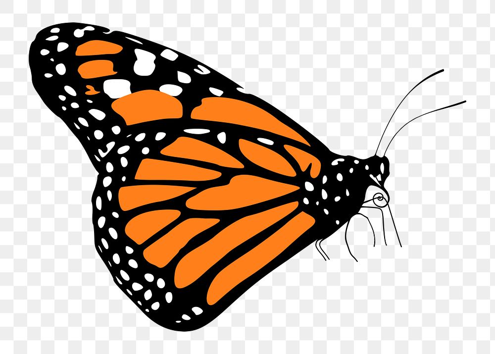 Butterfly png illustration, transparent background. Free public domain CC0 image.