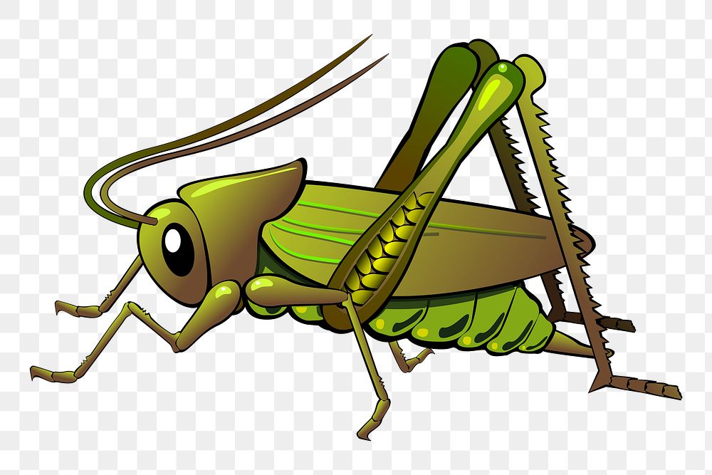 Grasshopper png illustration, transparent background. Free public domain CC0 image.