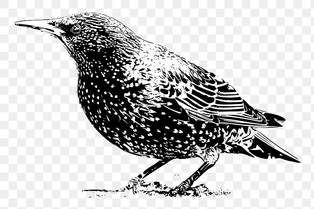 Bird png illustration, transparent background. Free public domain CC0 image.