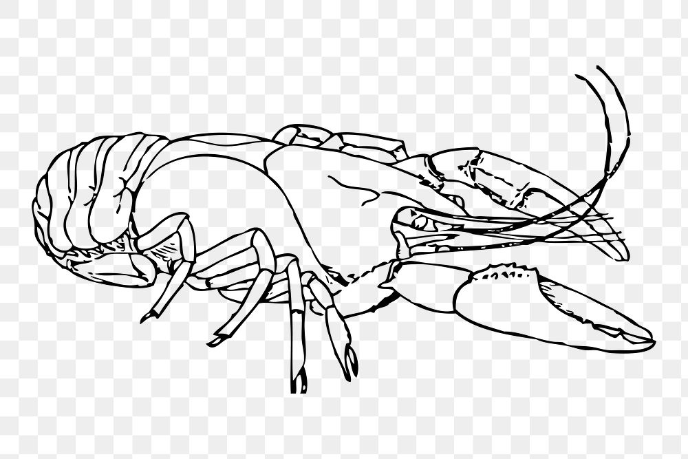 Lobster line art png illustration, transparent background. Free public domain CC0 image.