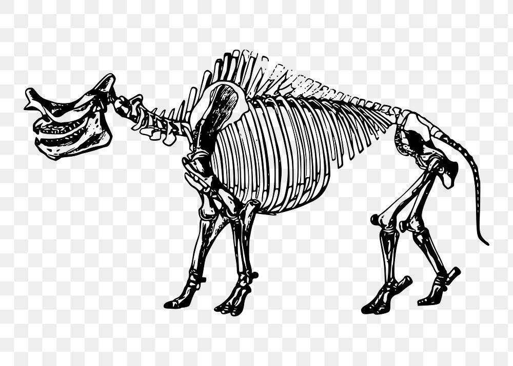 Dinosaur skeleton png illustration, transparent background. Free public domain CC0 image.