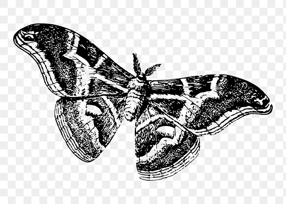 Moth png illustration, transparent background. Free public domain CC0 image.