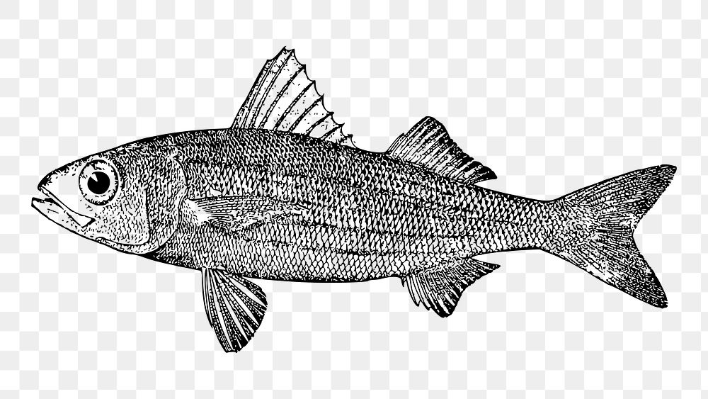 Fish png illustration, transparent background. Free public domain CC0 image.