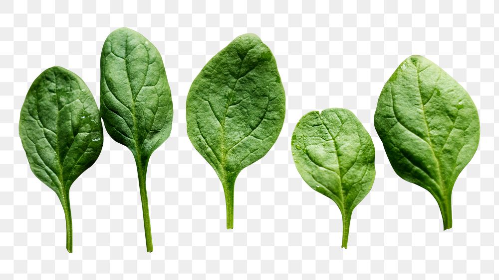PNG organic spinach leaf sticker, transparent background