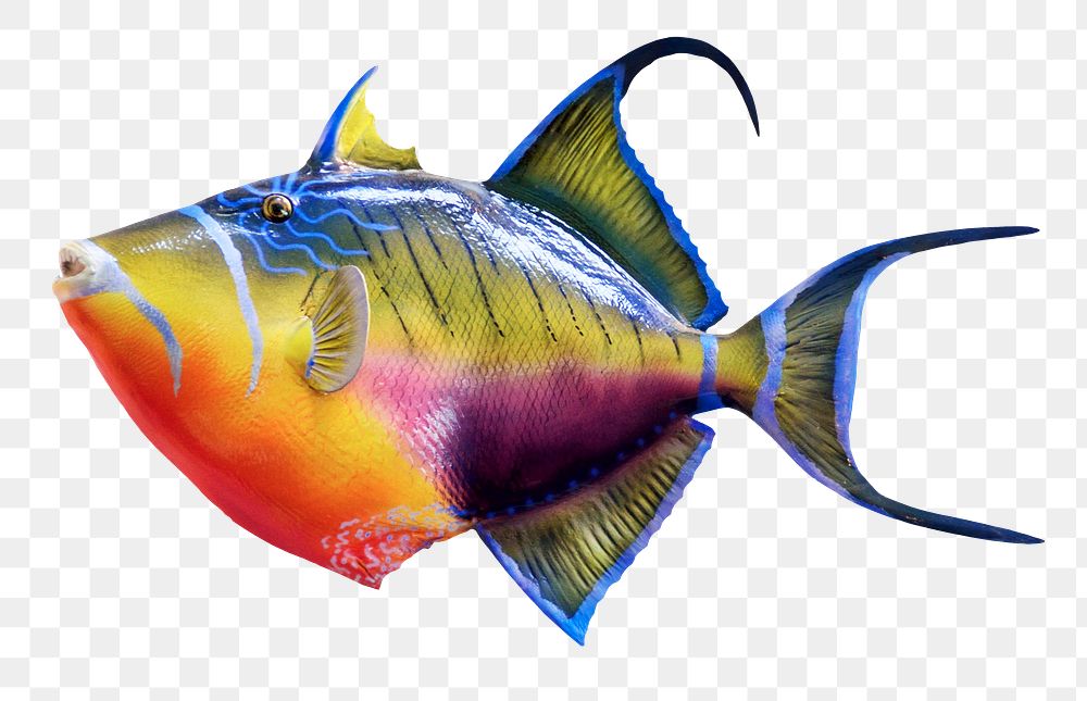 Exotic fish png sticker, transparent background