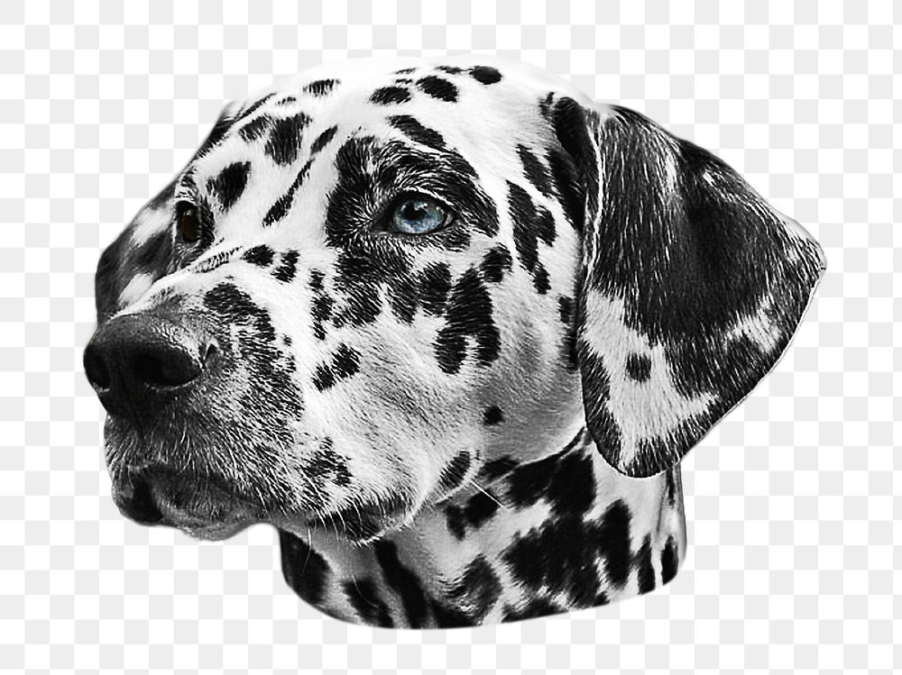 Dalmatian png dog sticker, transparent background