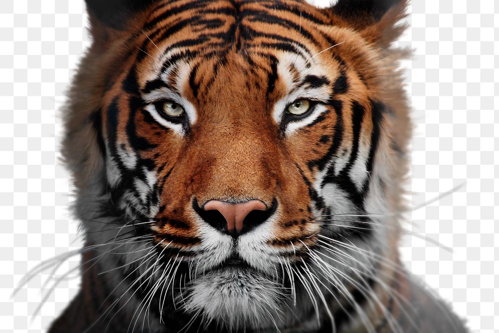 PNG tiger portrait, zoo animal in transparent background