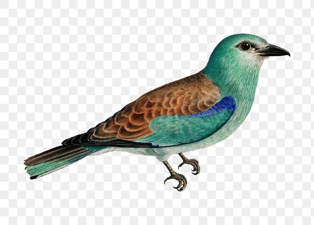 Png European roller bird sticker, transparent background