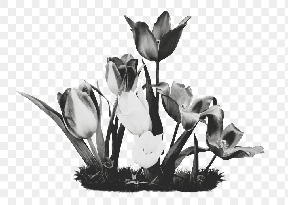 Flower png tulip sticker, transparent background