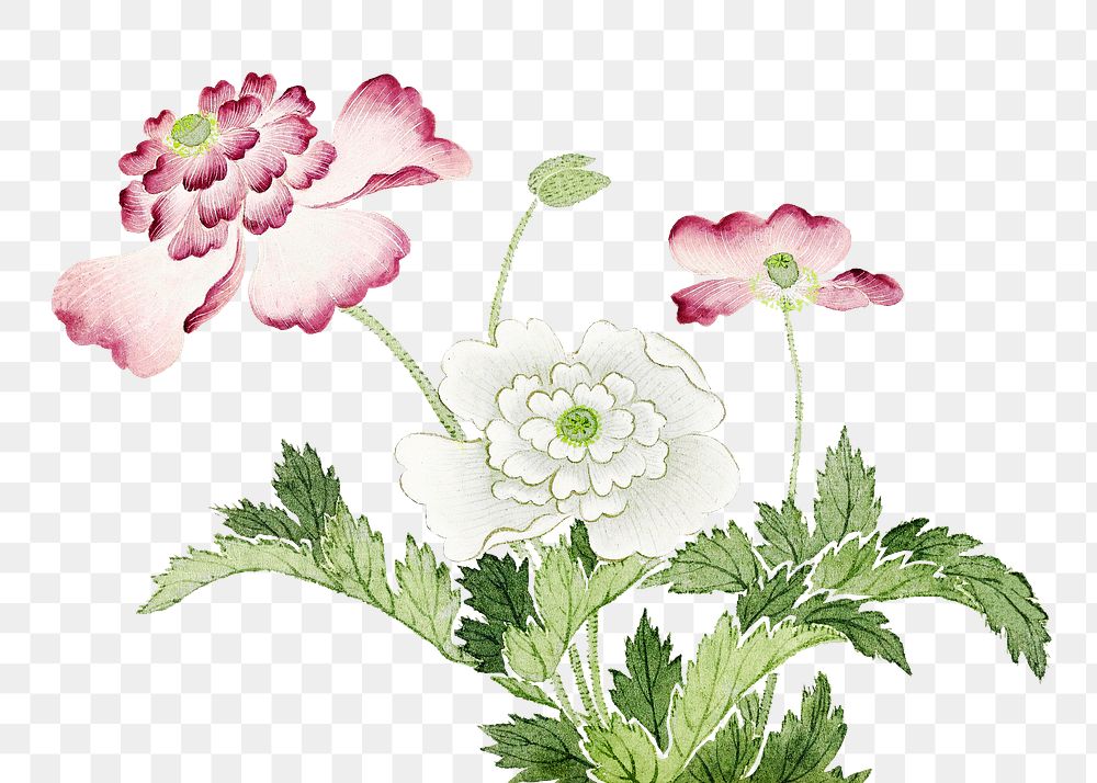 Pink peonies png flower sticker, transparent background