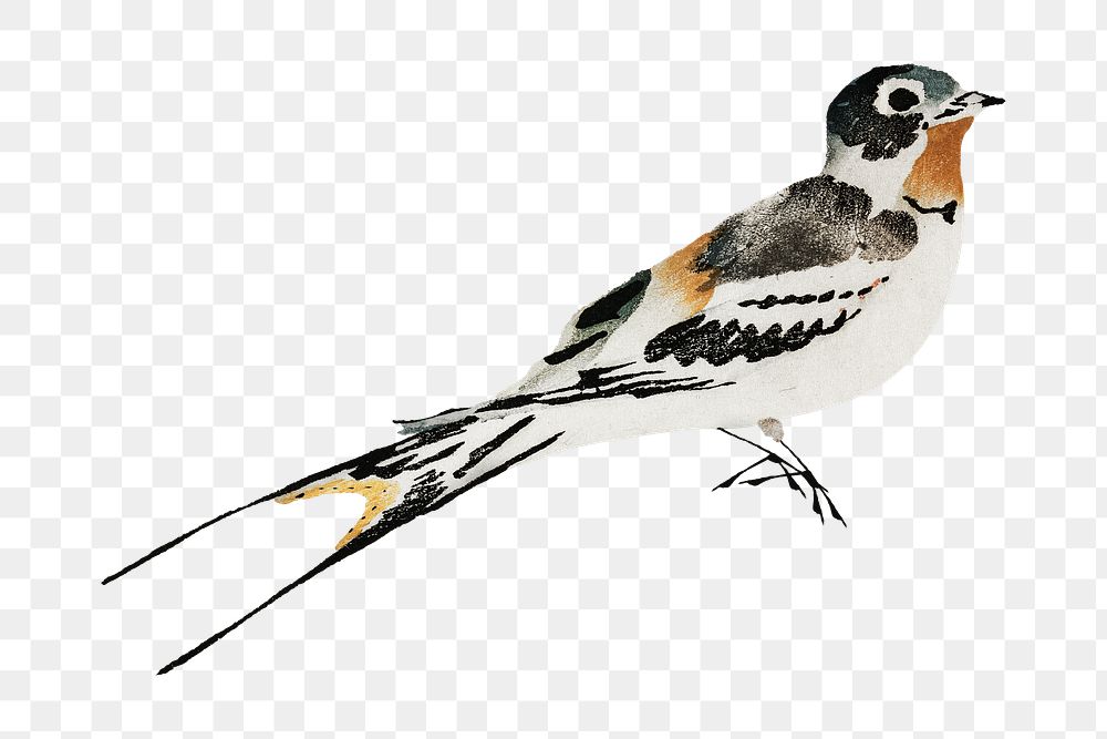 Swallow bird png on transparent background.   Remastered by rawpixel. 