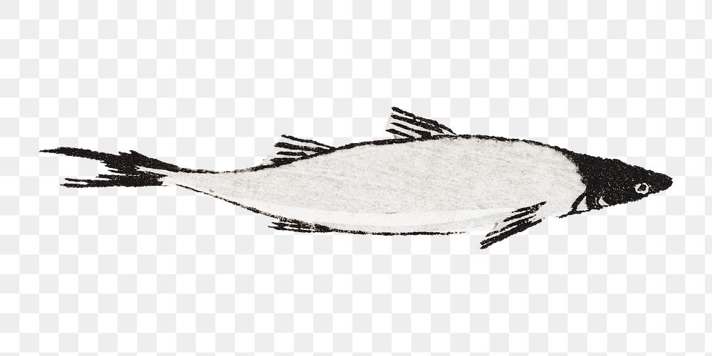 River trout fish png sticker, transparent background.    Remastered by rawpixel. 