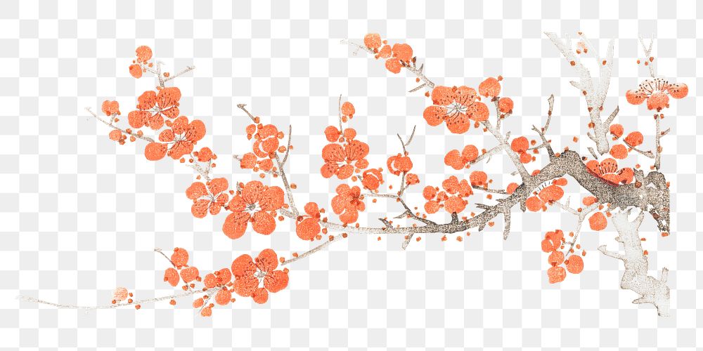 Japanese plum blossom png on transparent background.    Remastered by rawpixel. 