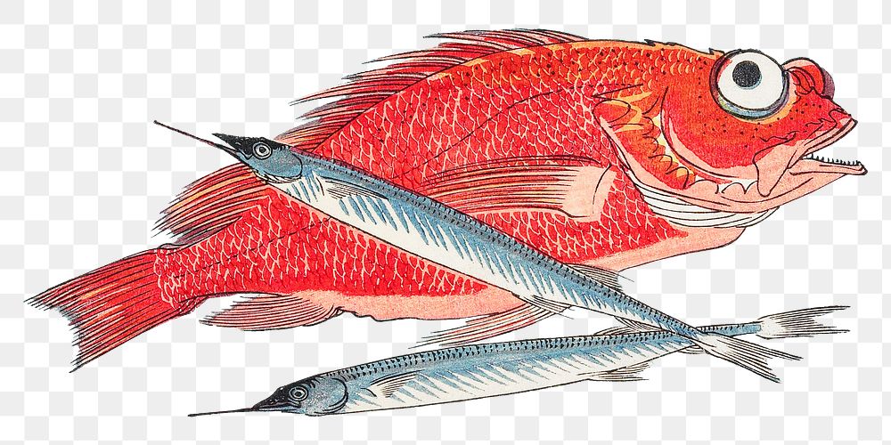 Red Snapper png halfbeak fish sticker, transparent background.    Remastered by rawpixel. 