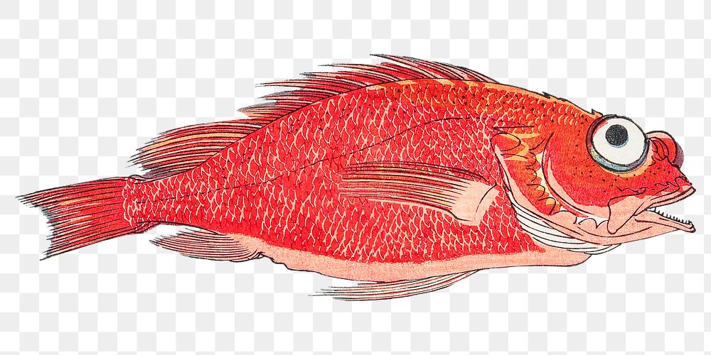 Red snapper fish png sticker, transparent background.    Remastered by rawpixel. 