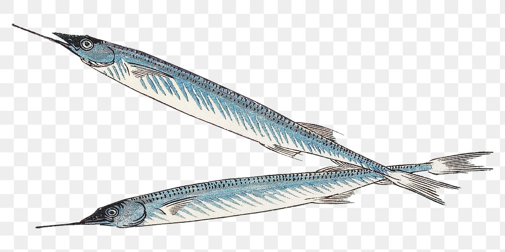 Halfbeak fish png sticker, transparent background.    Remastered by rawpixel. 