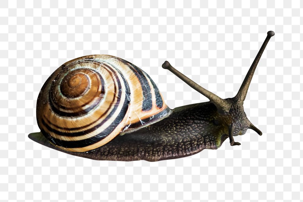 Striped snail png sticker, transparent background