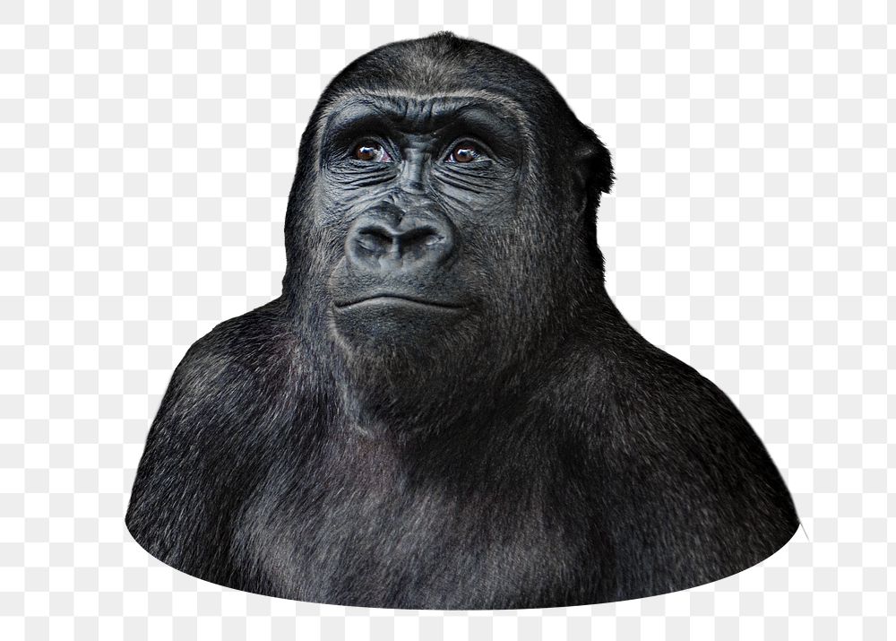 Curious gorilla png sticker, transparent background