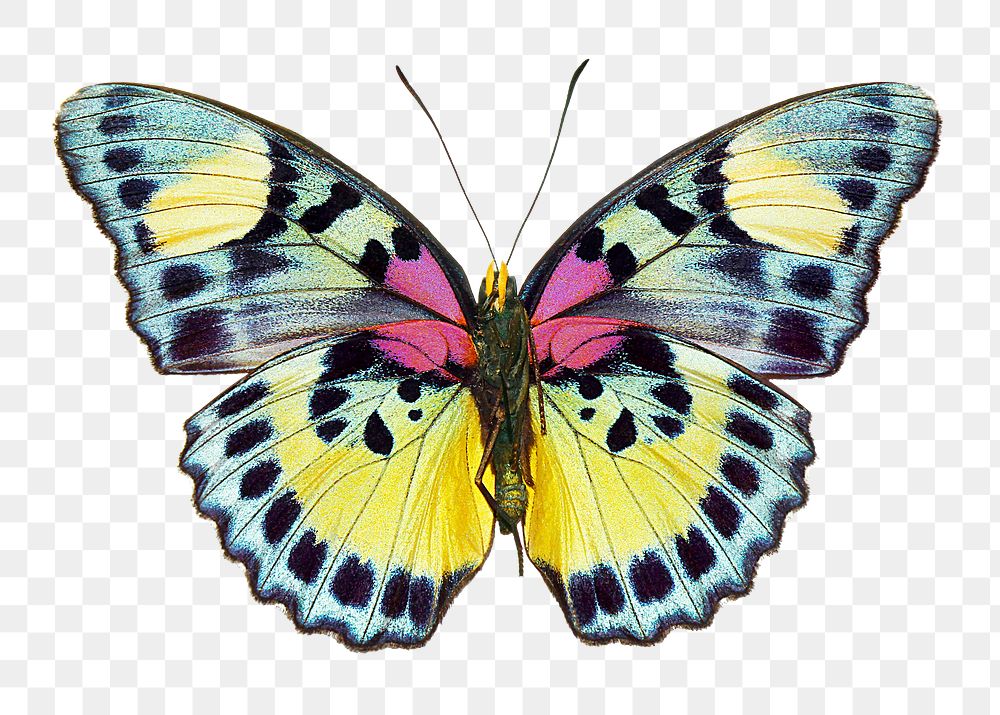 Euphaedra butterfly png sticker, transparent background