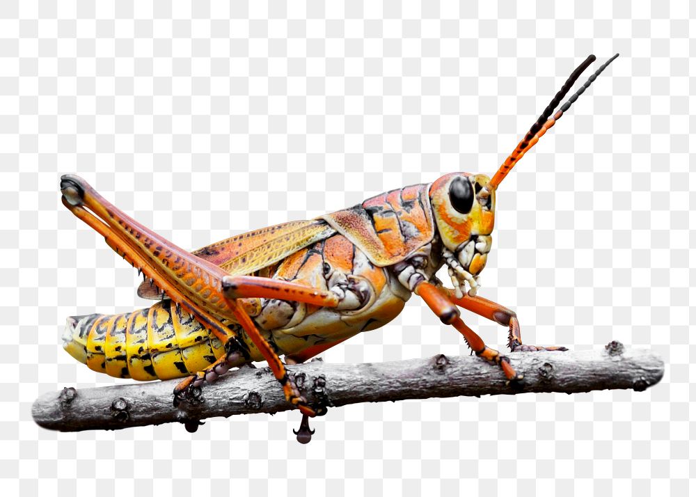 Lubber grasshopper png sticker, transparent background