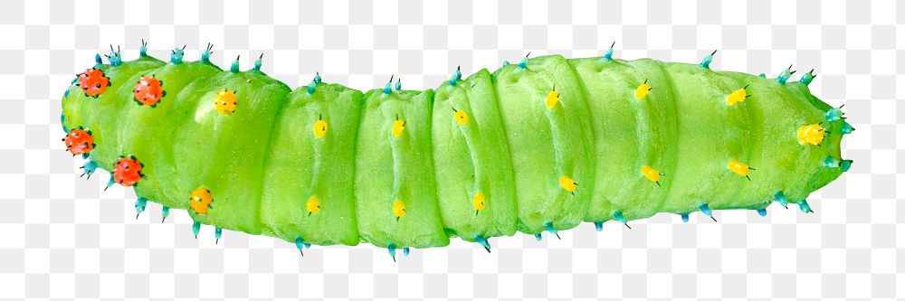 Caterpillar worm png sticker, transparent background