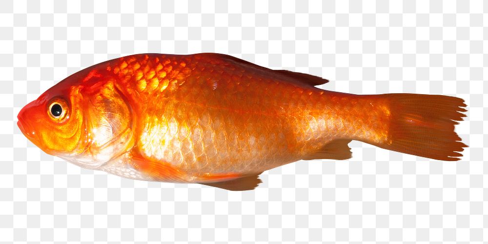 Goldfish png sticker, transparent background