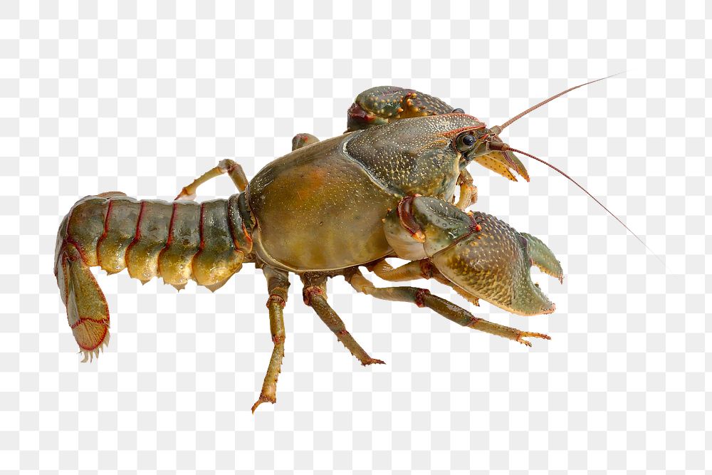 Crayfish png sticker, transparent background
