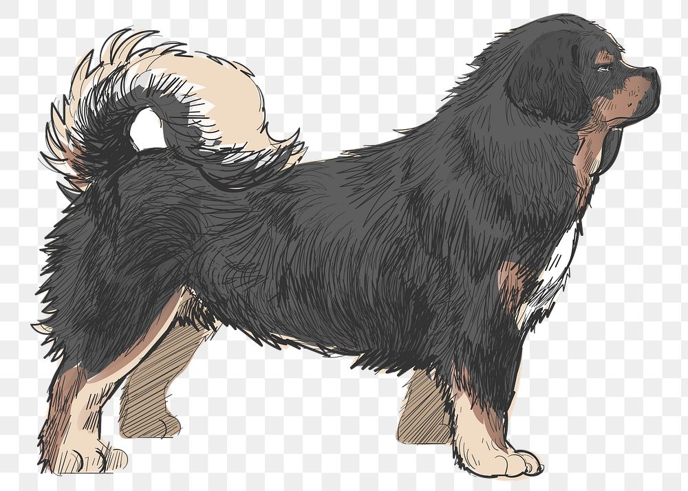 Png Tibetan Mastiff dog  animal illustration, transparent background