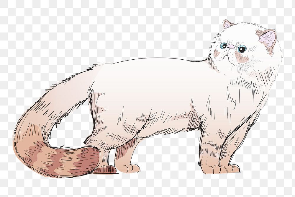 Png Himalayan cat  animal illustration, transparent background