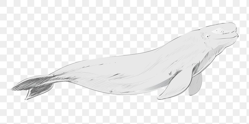 Png Beluga whale  animal illustration, transparent background