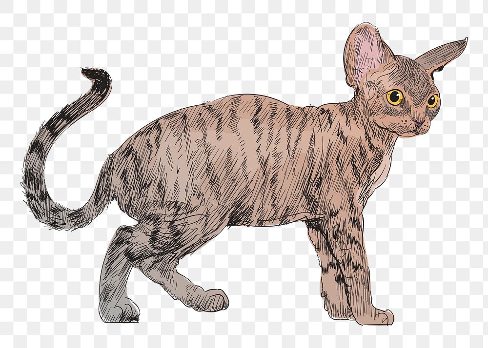 Png Devon Rex cat  animal illustration, transparent background