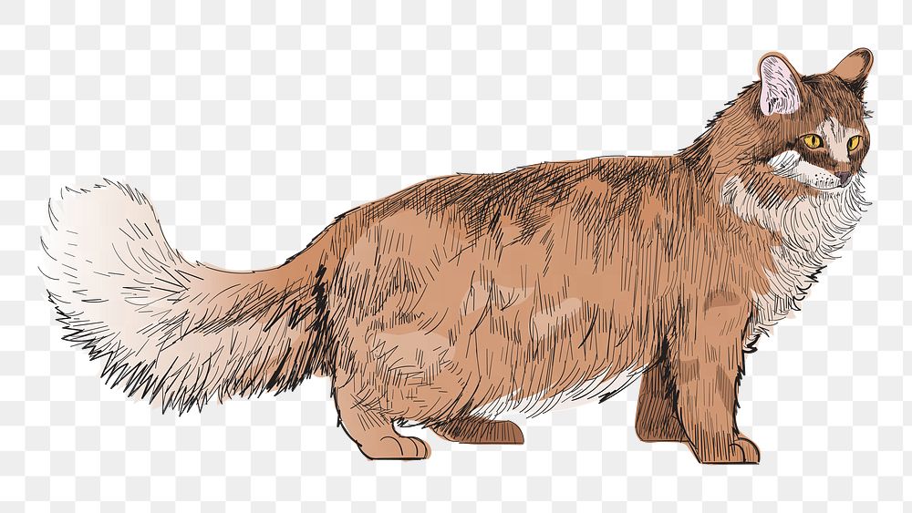 Png Maine Coon cat  animal illustration, transparent background