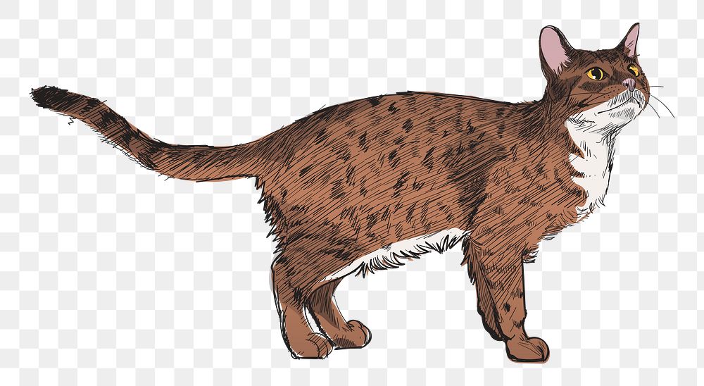 Png Ocicat cat  animal illustration, transparent background